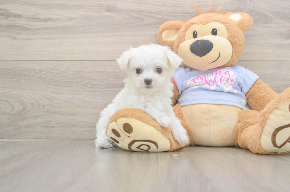 9 week old Maltese Puppy For Sale - Windy City Pups