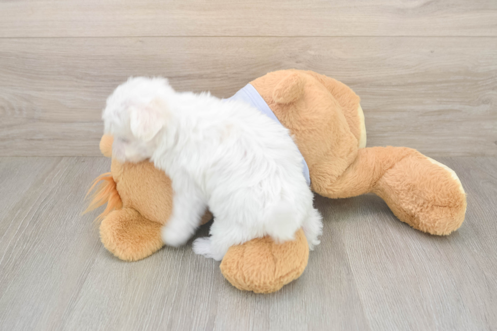 Maltese Pup Being Cute