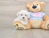 7 week old Maltese Puppy For Sale - Windy City Pups