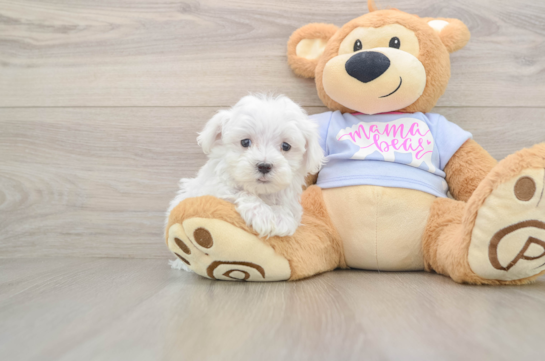 Small Maltese Purebred Pup