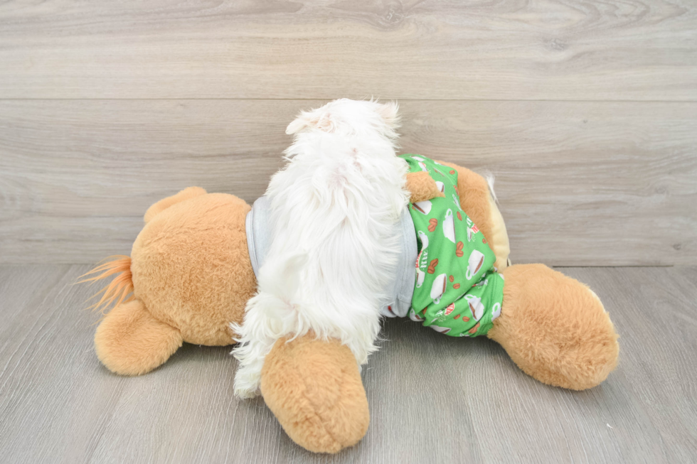 Friendly Maltese Purebred Pup