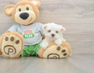 7 week old Maltese Puppy For Sale - Windy City Pups