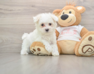 7 week old Maltese Puppy For Sale - Windy City Pups