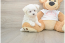 Best Maltese Baby