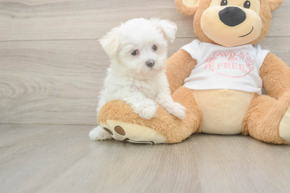 Best Maltese Baby