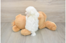 Smart Maltese Purebred Puppy
