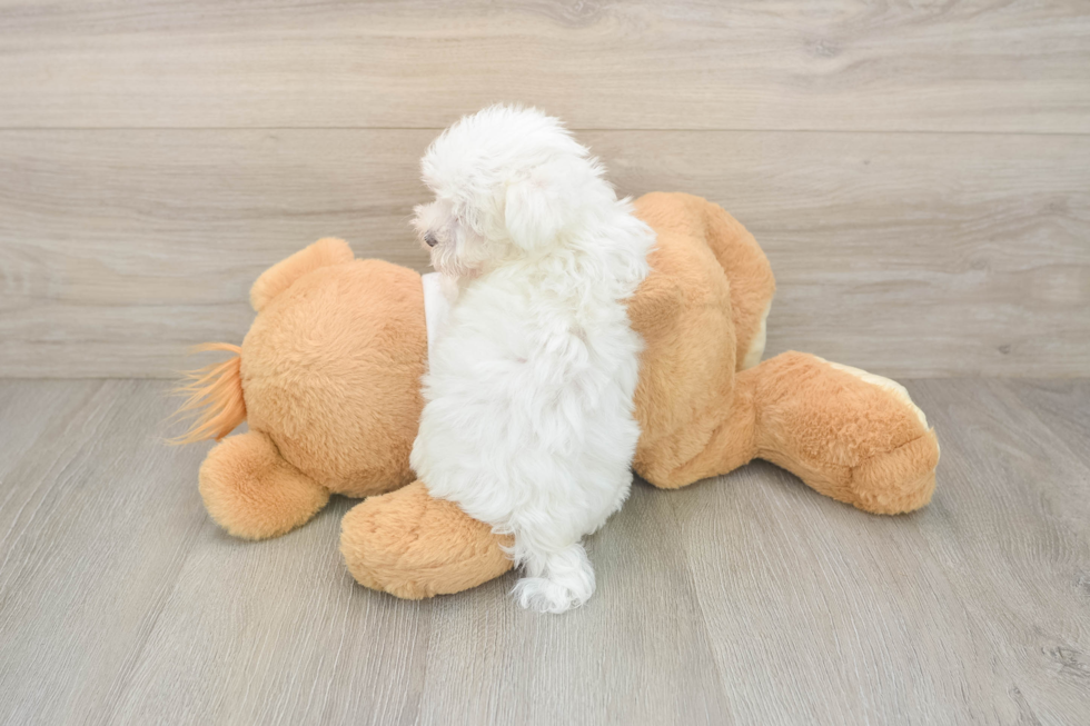 Smart Maltese Purebred Puppy
