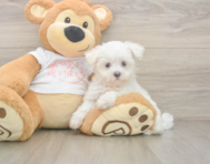 8 week old Maltese Puppy For Sale - Windy City Pups