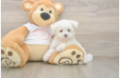 Happy Maltese Purebred Puppy