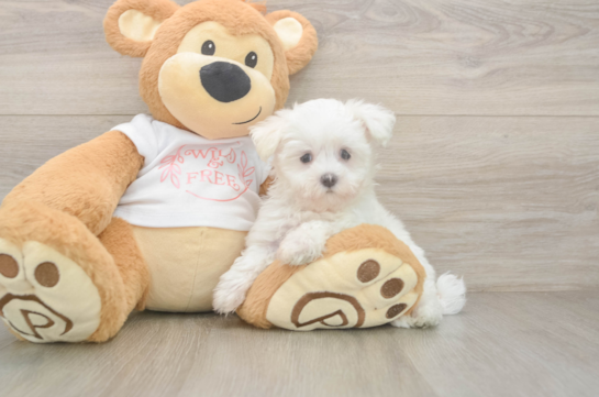 Happy Maltese Purebred Puppy