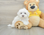 10 week old Maltese Puppy For Sale - Windy City Pups