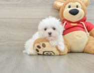 8 week old Maltese Puppy For Sale - Windy City Pups