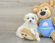 7 week old Maltese Puppy For Sale - Windy City Pups