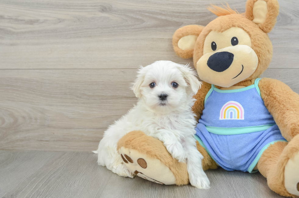 7 week old Maltese Puppy For Sale - Windy City Pups