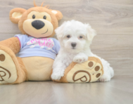 7 week old Maltese Puppy For Sale - Windy City Pups