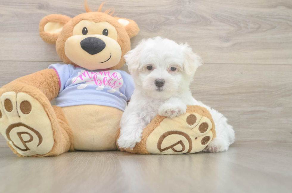 7 week old Maltese Puppy For Sale - Windy City Pups