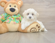 7 week old Maltese Puppy For Sale - Windy City Pups