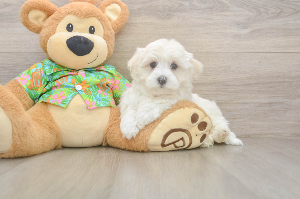 9 week old Maltese Puppy For Sale - Windy City Pups