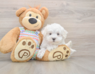 7 week old Maltese Puppy For Sale - Windy City Pups
