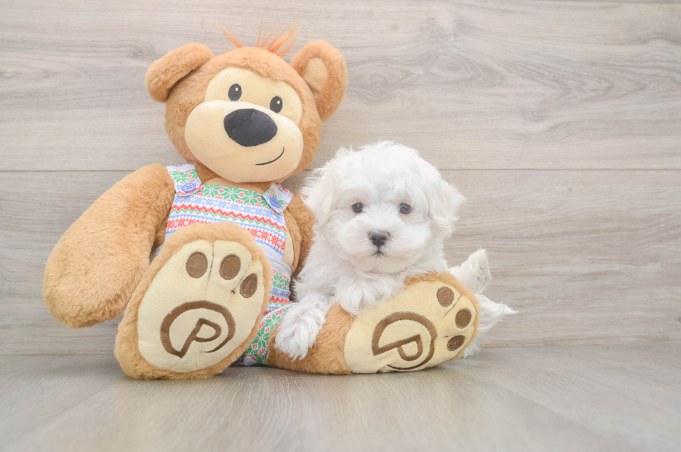 8 week old Maltese Puppy For Sale - Windy City Pups