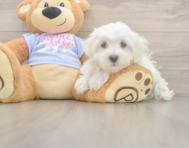 9 week old Maltese Puppy For Sale - Windy City Pups