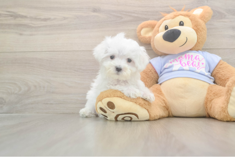 Maltese Pup Being Cute