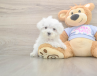 8 week old Maltese Puppy For Sale - Windy City Pups