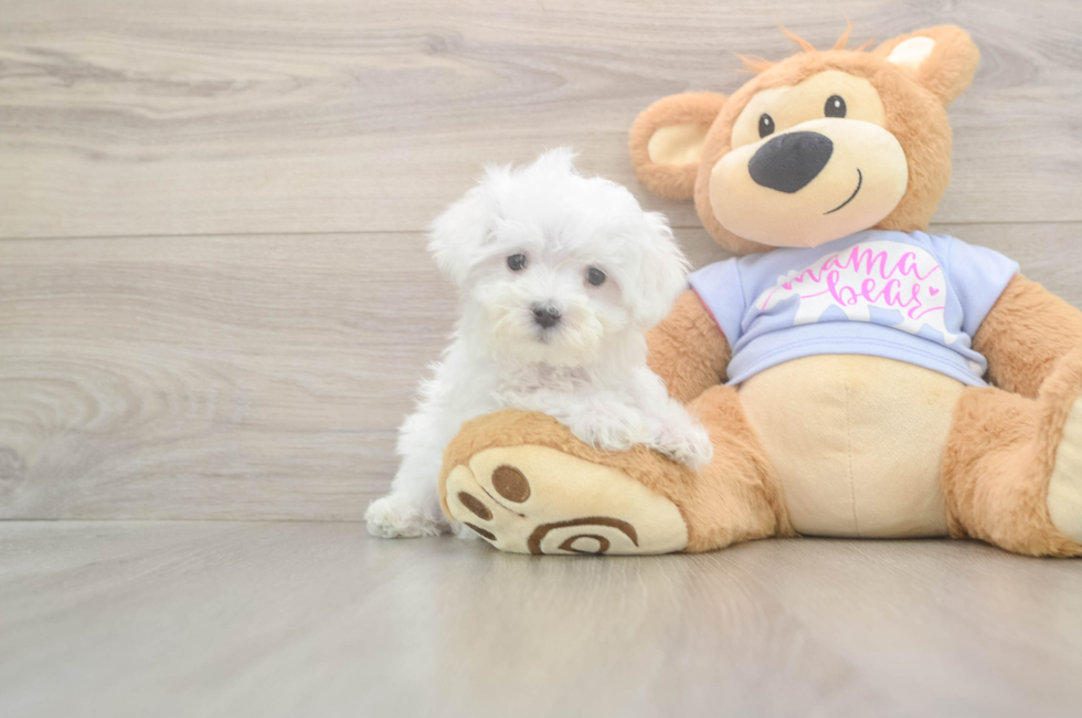9 week old Maltese Puppy For Sale - Windy City Pups
