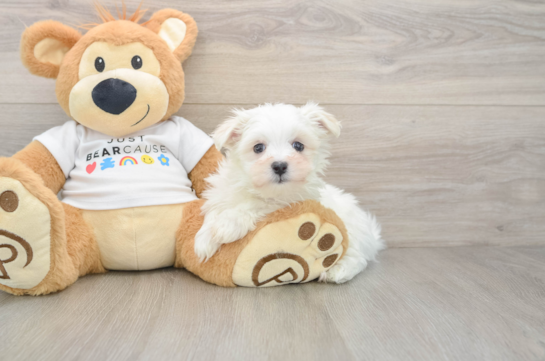 Maltese Pup Being Cute