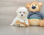 8 week old Maltese Puppy For Sale - Windy City Pups