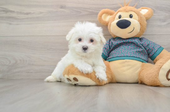 Akc Registered Maltese Baby