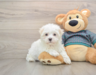 7 week old Maltese Puppy For Sale - Windy City Pups