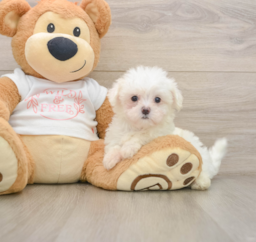 7 week old Maltese Puppy For Sale - Windy City Pups