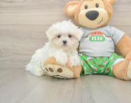 7 week old Maltese Puppy For Sale - Windy City Pups