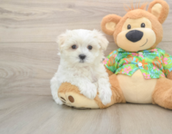 8 week old Maltese Puppy For Sale - Windy City Pups