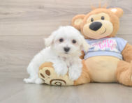 8 week old Maltese Puppy For Sale - Windy City Pups