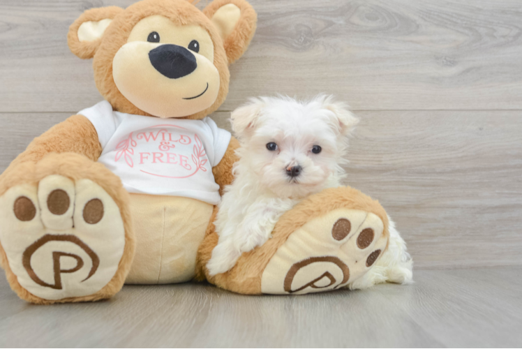 Popular Maltese Purebred Pup