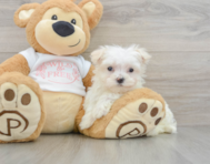 8 week old Maltese Puppy For Sale - Windy City Pups