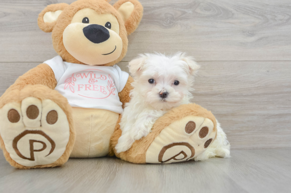 8 week old Maltese Puppy For Sale - Windy City Pups