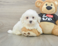8 week old Maltese Puppy For Sale - Windy City Pups