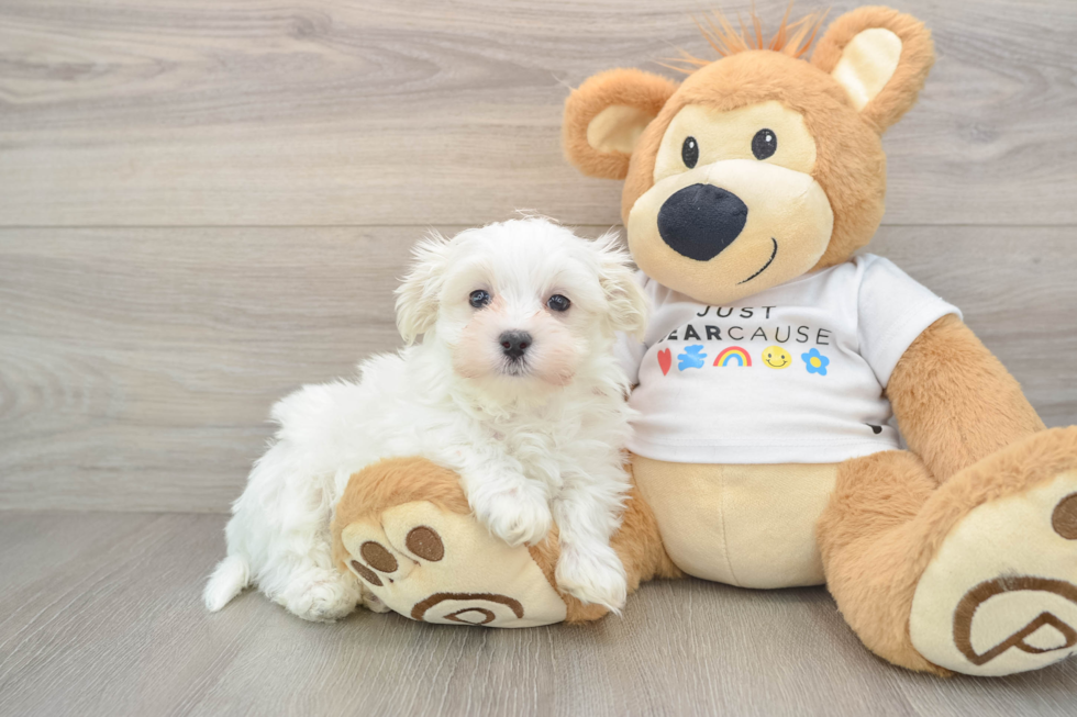 Maltese Pup Being Cute