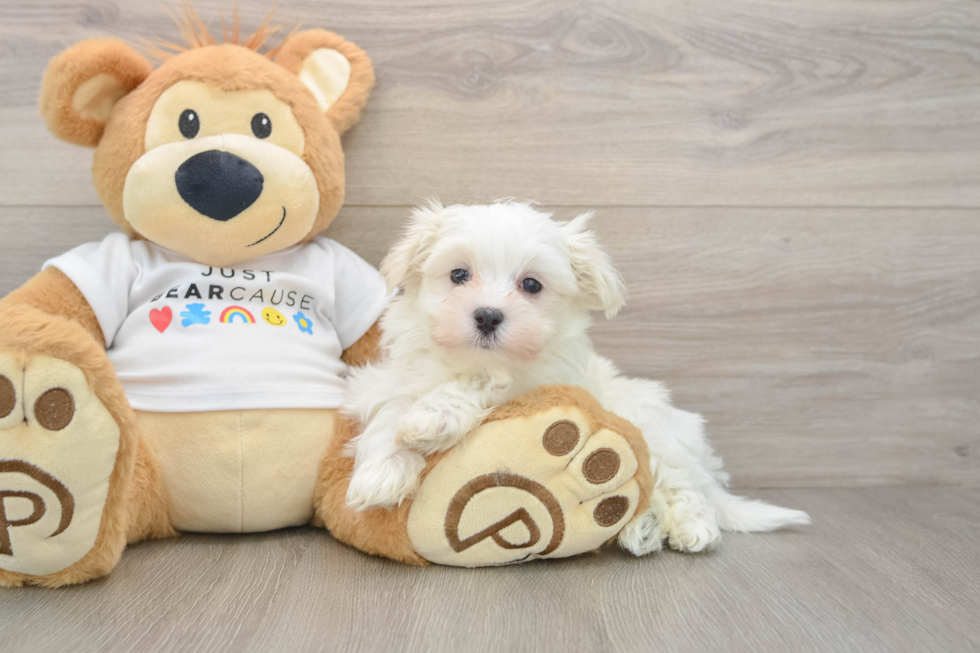 Cute Maltese Purebred Puppy
