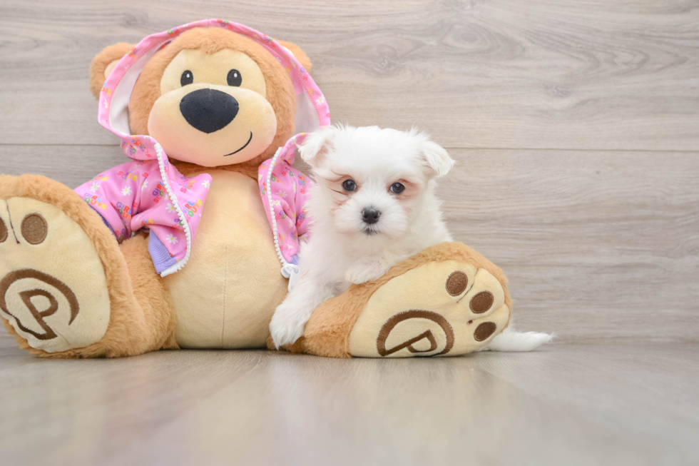 Playful Maltese Purebred Pup