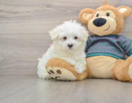 8 week old Maltese Puppy For Sale - Windy City Pups