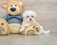 7 week old Maltese Puppy For Sale - Windy City Pups