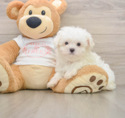 7 week old Maltese Puppy For Sale - Windy City Pups