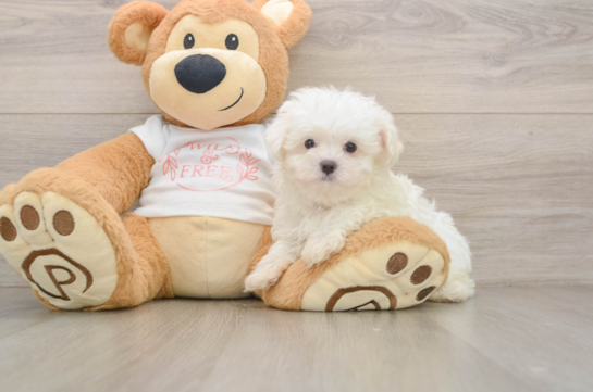 LENNOX, a Maltese littermate