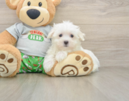 7 week old Maltese Puppy For Sale - Windy City Pups