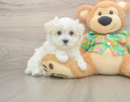 8 week old Maltese Puppy For Sale - Windy City Pups