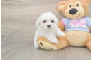 Best Maltese Baby